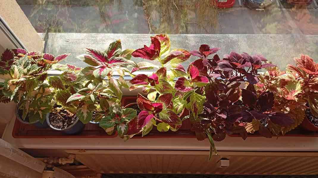 Africká kopřiva coleus - foto 2