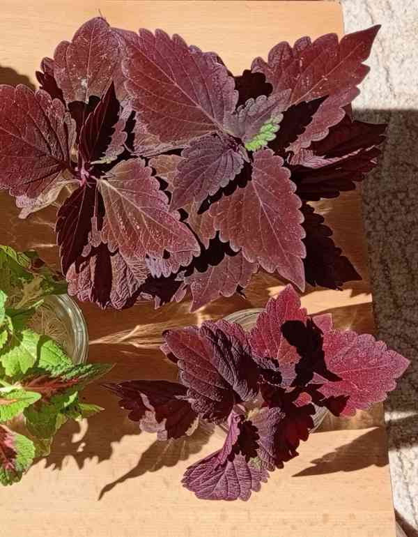 Africká kopřiva coleus - foto 3