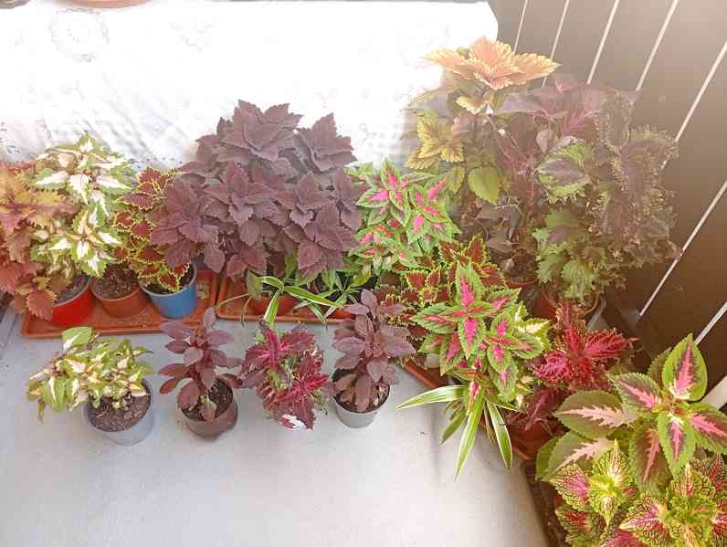 Africká kopřiva coleus - foto 4