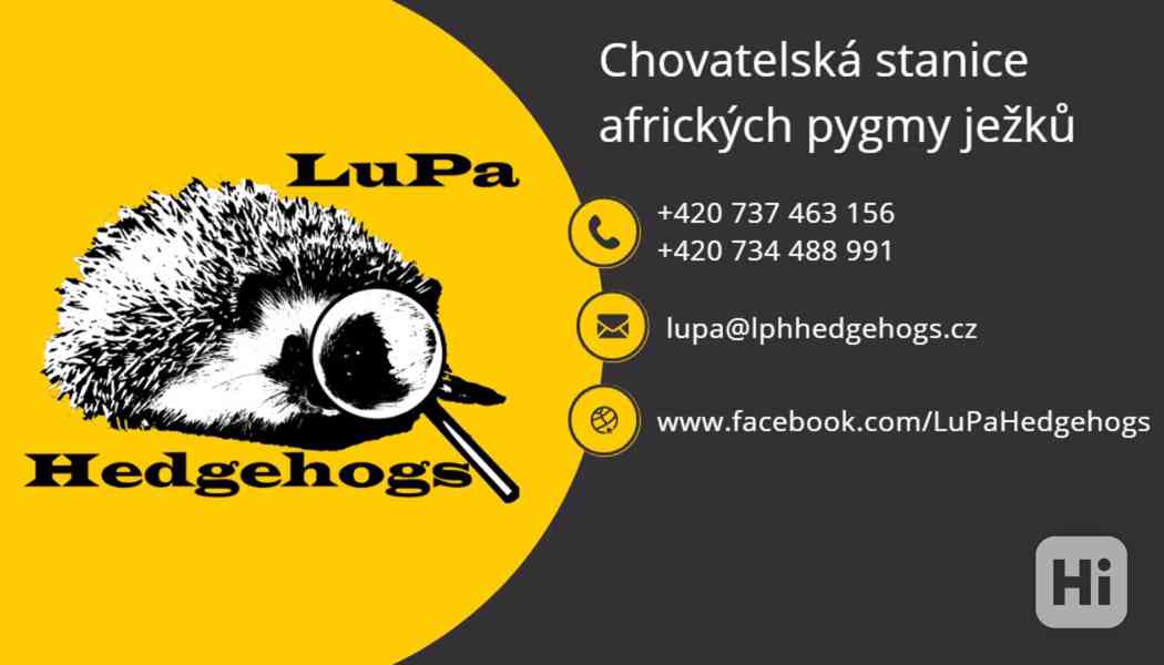 Africký pygmy ježek s PP - foto 2