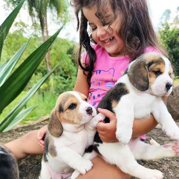 puppy Basset hound - foto 1
