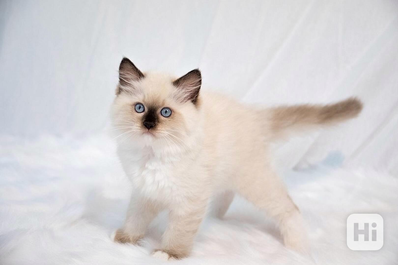  Kotátko ragdoll k dispozici  - foto 1