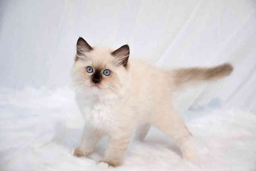  Kotátko ragdoll k dispozici  - foto 1