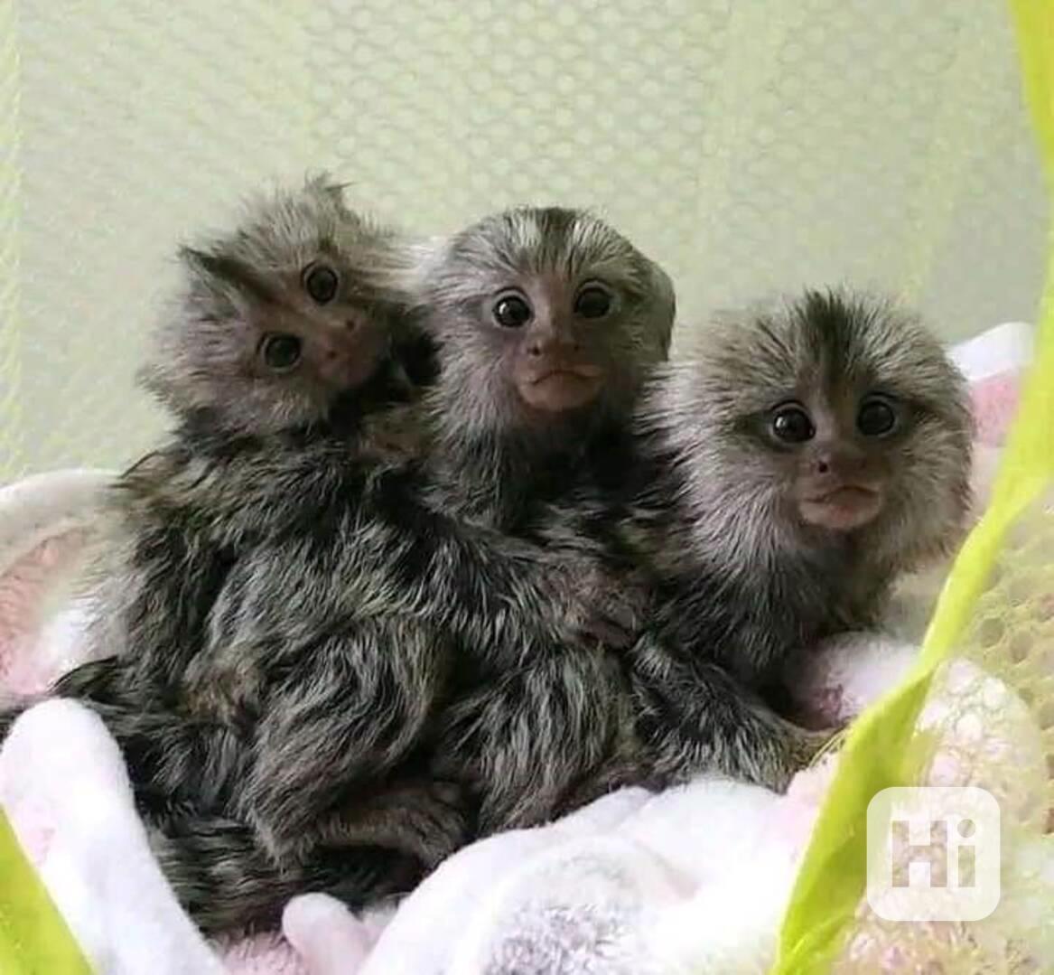 Kosmani na prodej - foto 1