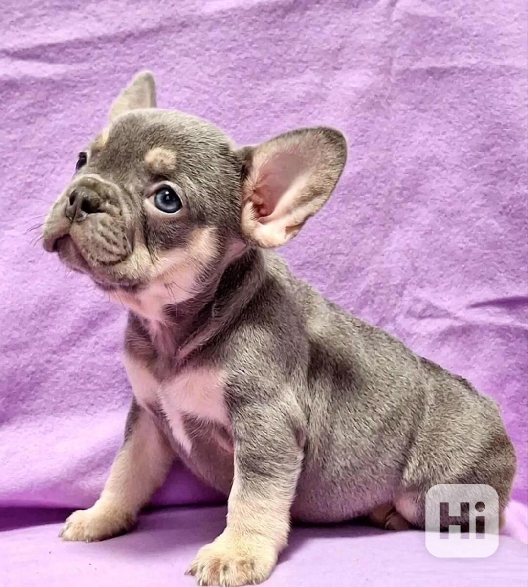 Úžasná štěňata francouzského buldočka - foto 1