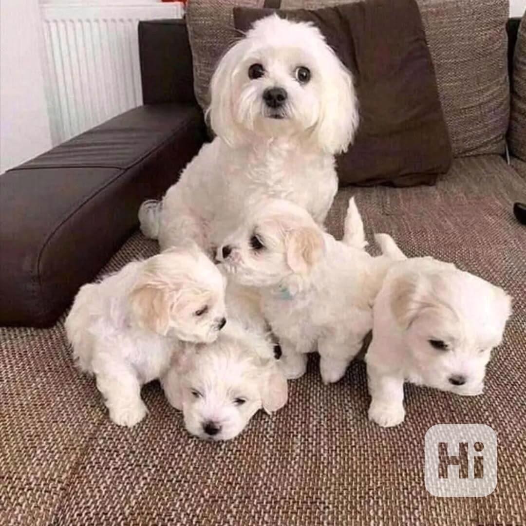 Štěňata bišonka frise připravená do nové rodiny - foto 1