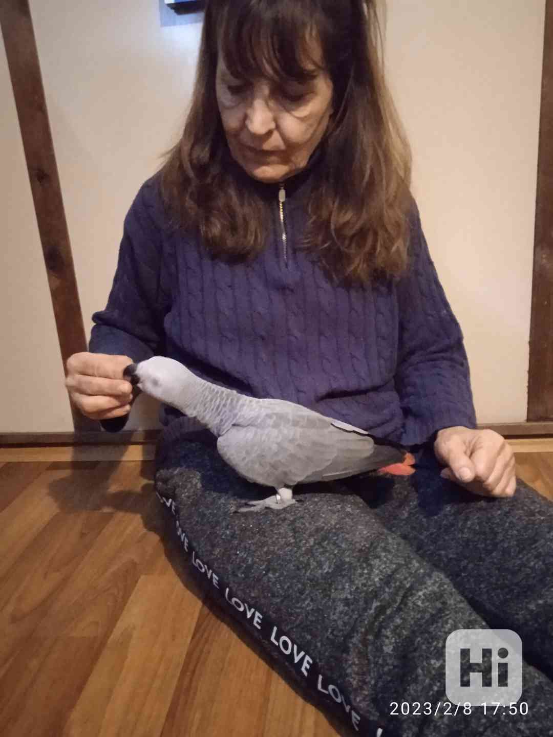 Žako kongo 1.1 - foto 1