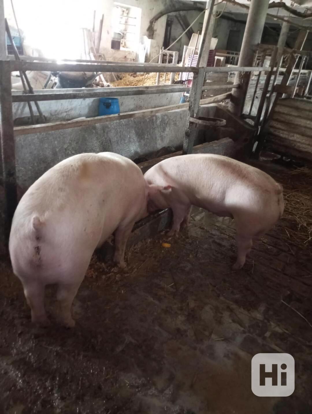 prodám prase - foto 1