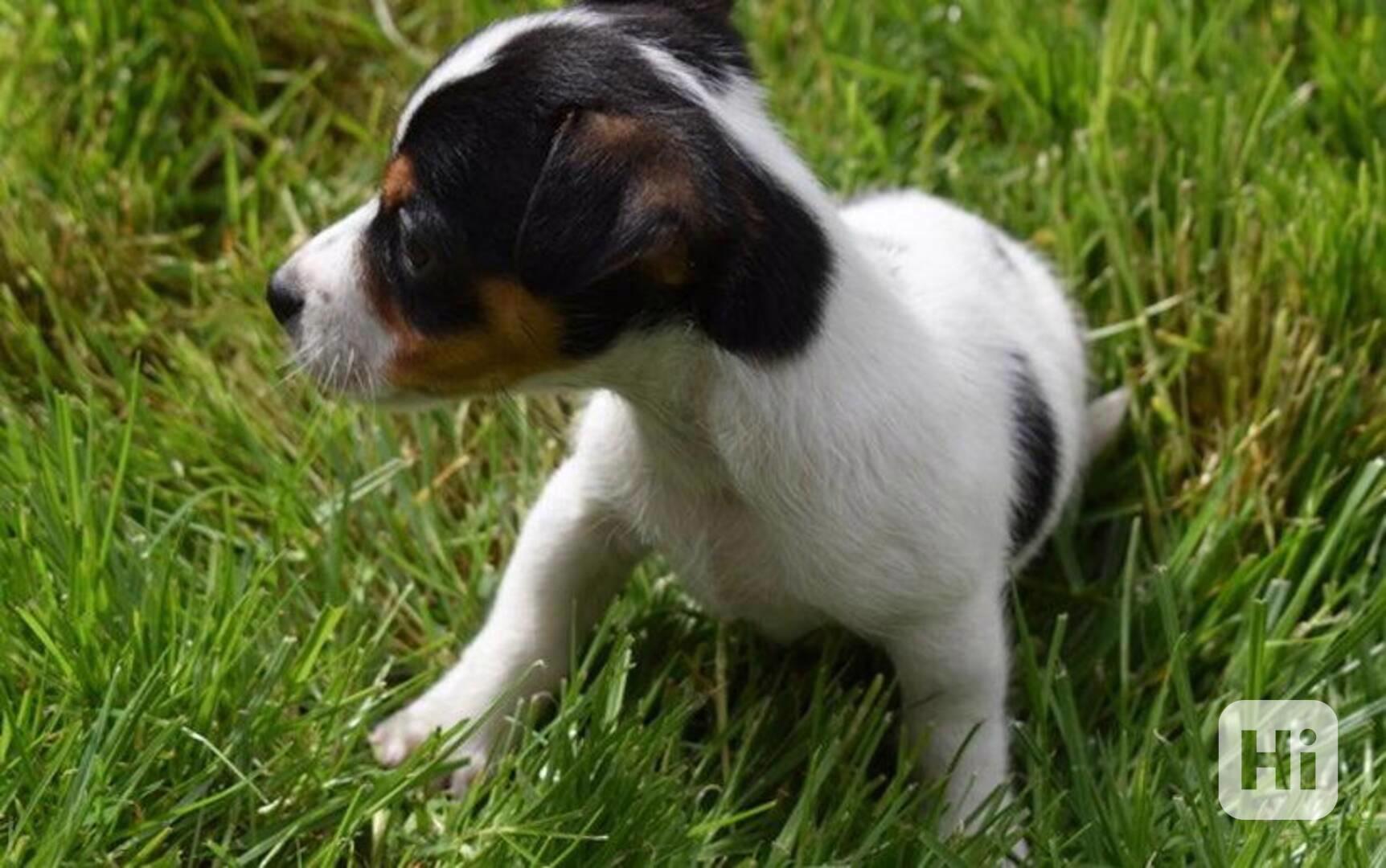 Prodám jack russella - foto 1