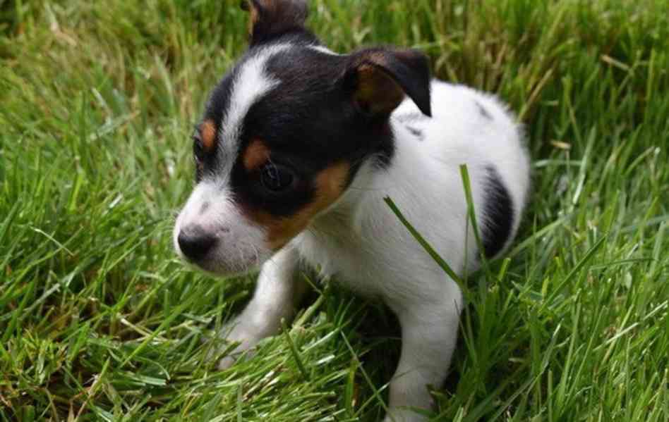 Prodám jack russella - foto 5