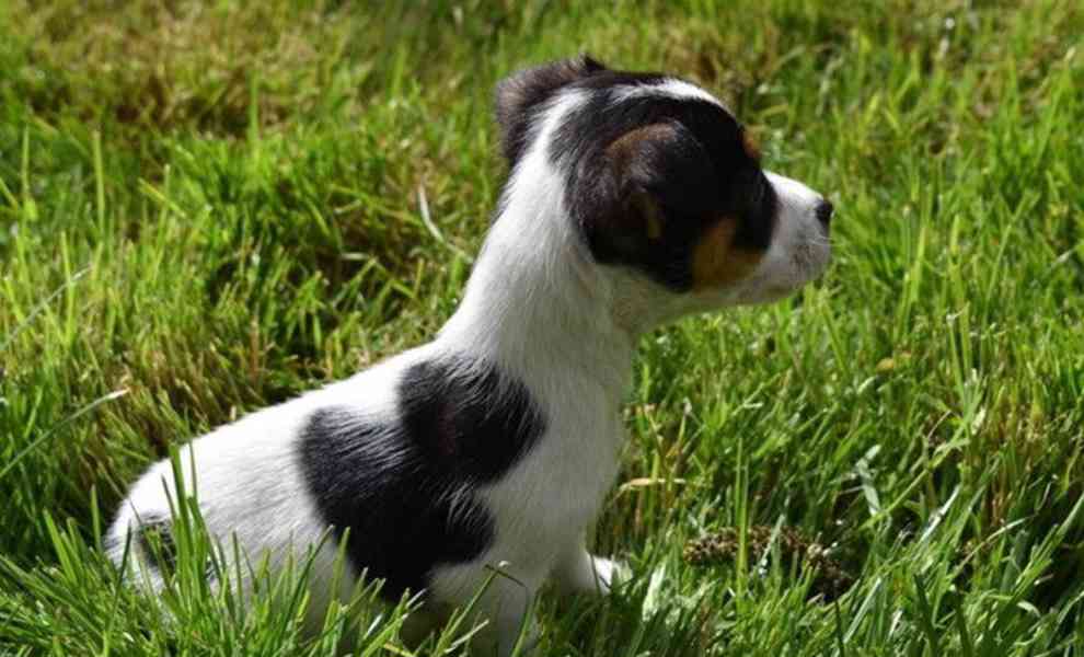 Prodám jack russella - foto 6