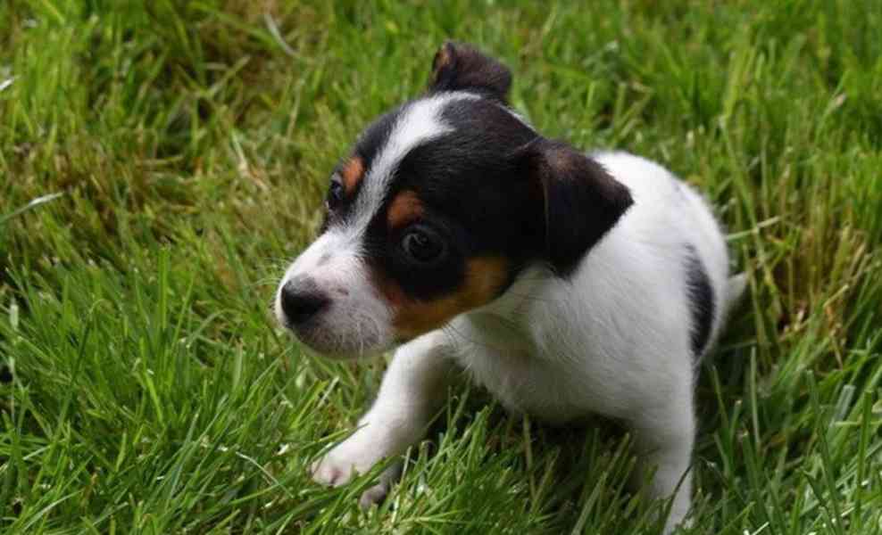 Prodám jack russella - foto 8