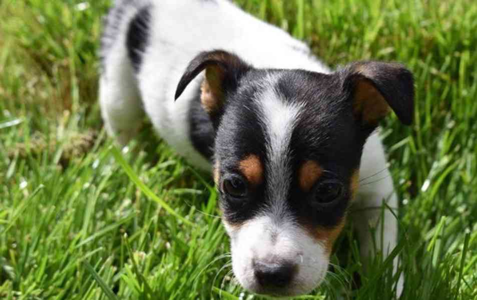 Prodám jack russella - foto 2
