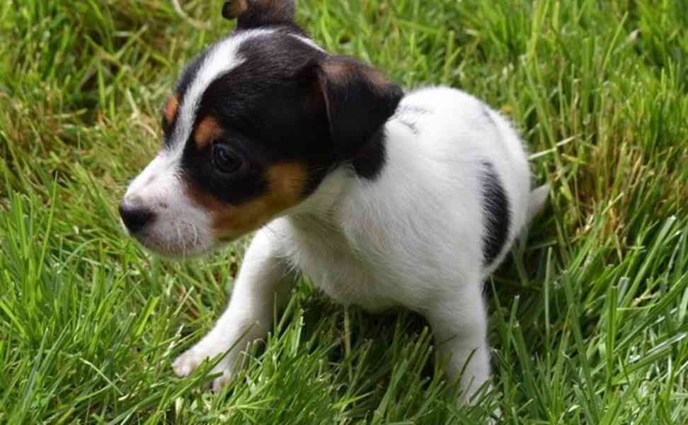 Prodám jack russella - foto 4