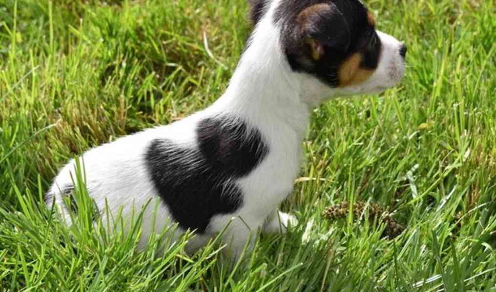 Prodám jack russella - foto 3