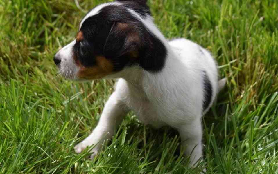 Prodám jack russella - foto 1