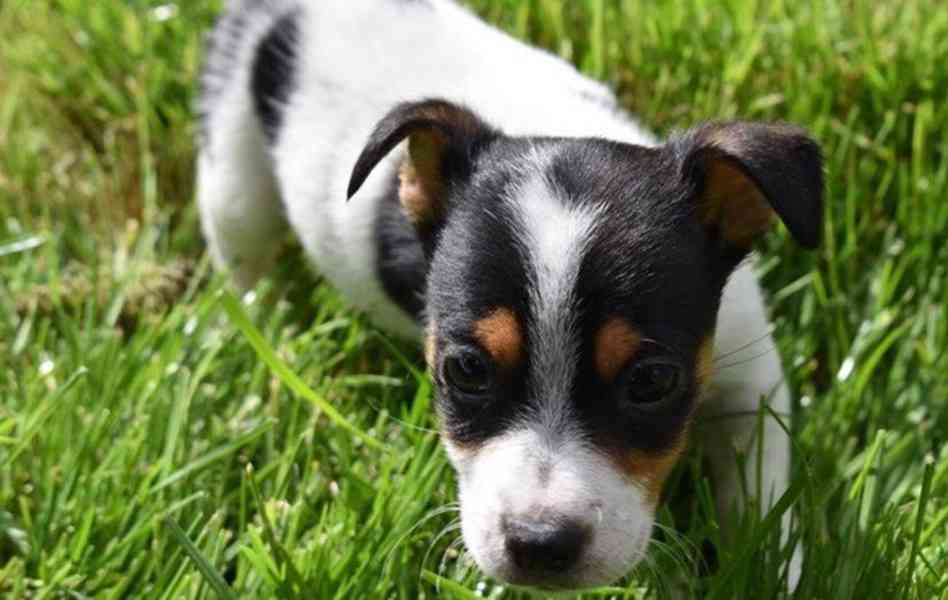 Prodám jack russella - foto 7