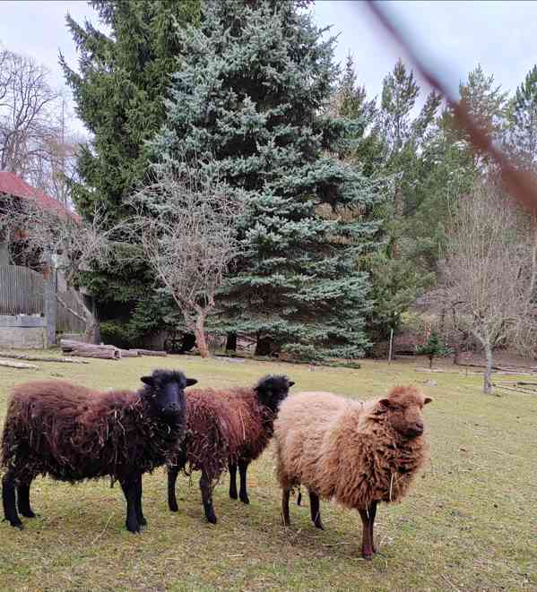 Ouessantská ovečka s jehňátkem - foto 1