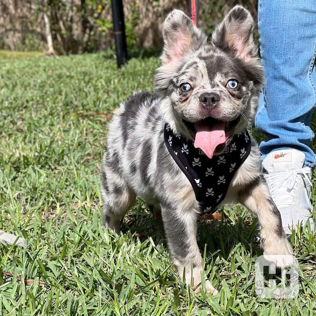 Plavý bretaňský baset je krátkonohé plemeno. Setkat se s ním - foto 1