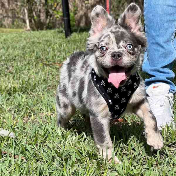 Plavý bretaňský baset je krátkonohé plemeno. Setkat se s ním - foto 1