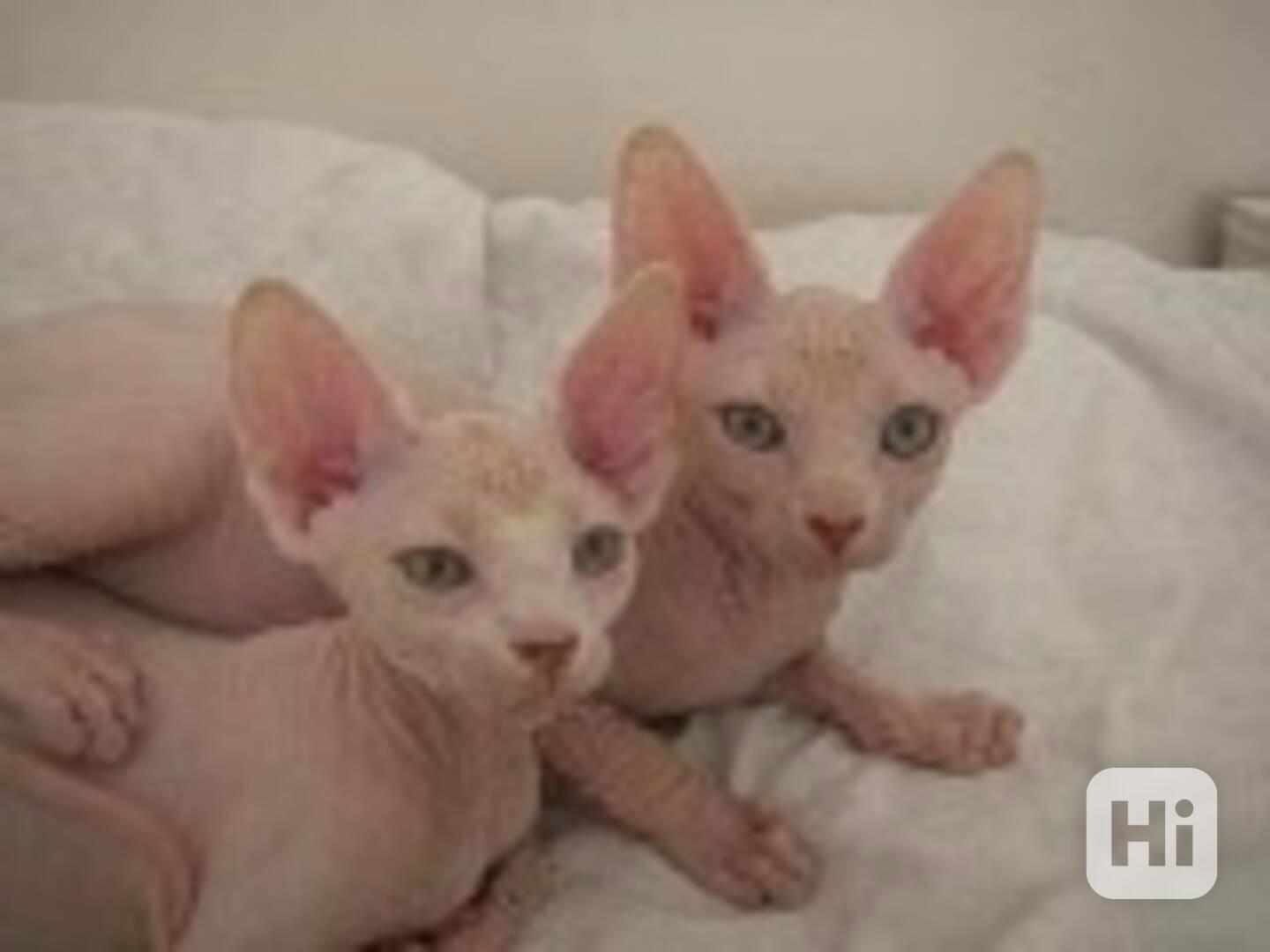 krásná a roztomilá koťátka sphynx k adopci . - foto 1