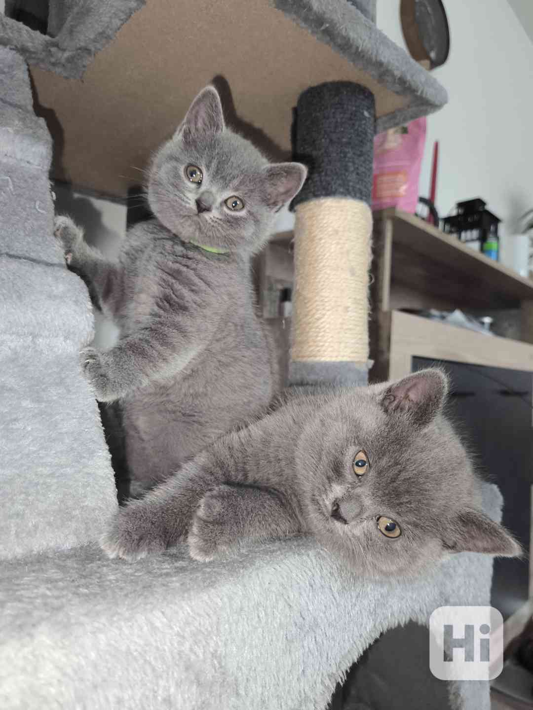 Britská koťata  - foto 1