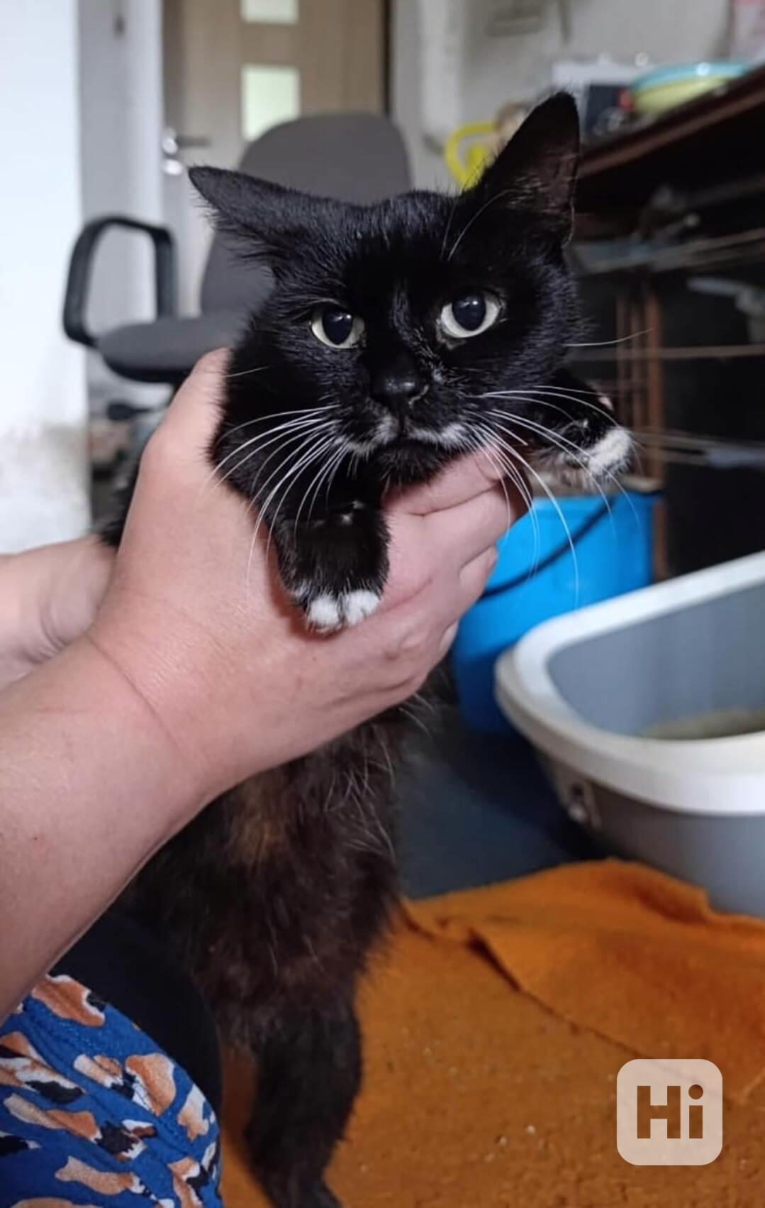 Poirot naruby - foto 1