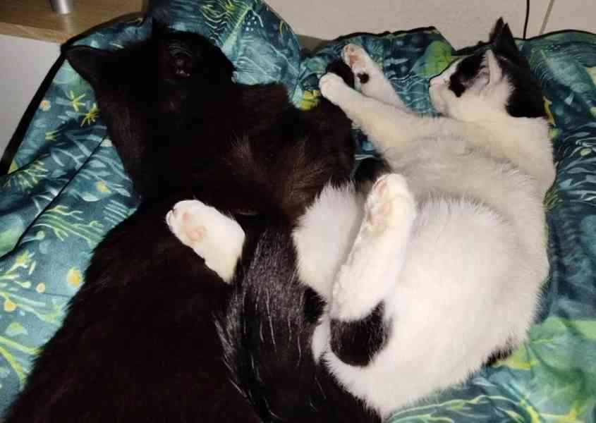 Poirot naruby - foto 4