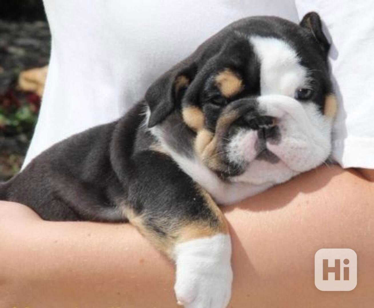 Štěňata kvalitního anglického buldoka - foto 1