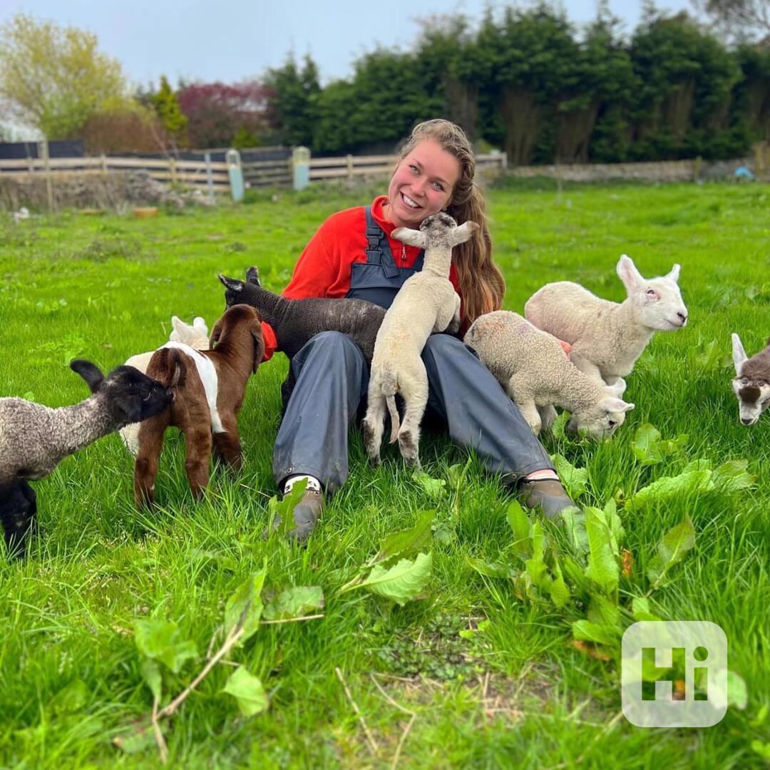 🐐 Krásné kůzle k dispozici 🐐 - foto 1