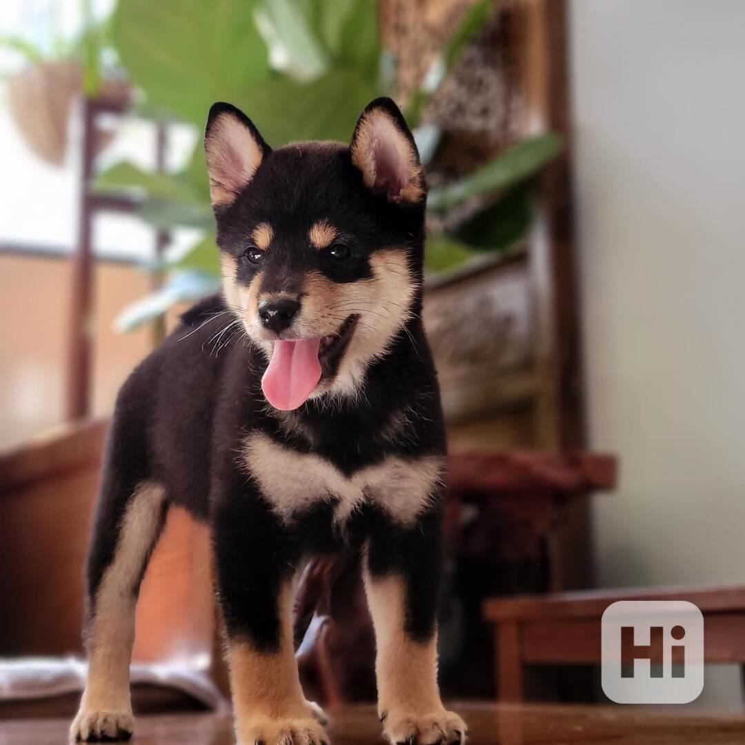 Štěňata Shiba Inu - foto 1