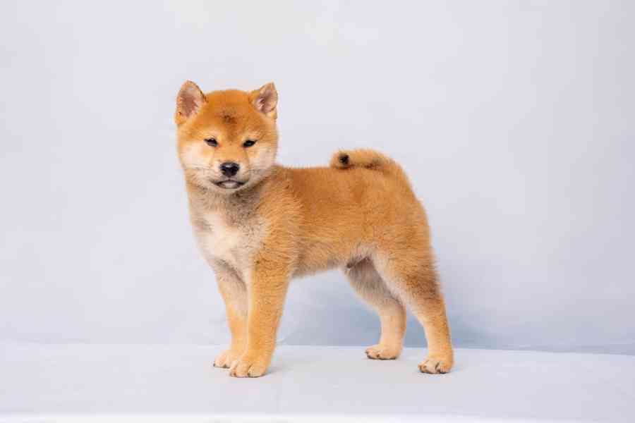 Štěňata Shiba Inu - foto 2