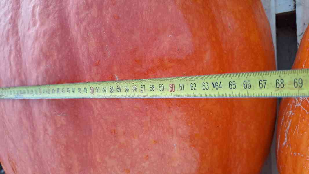 Dýně máslová Hokkaido  + obr. zahradní dýně semínka - foto 6