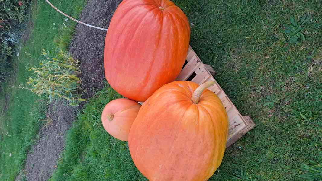 Dýně máslová Hokkaido  + obr. zahradní dýně semínka - foto 4