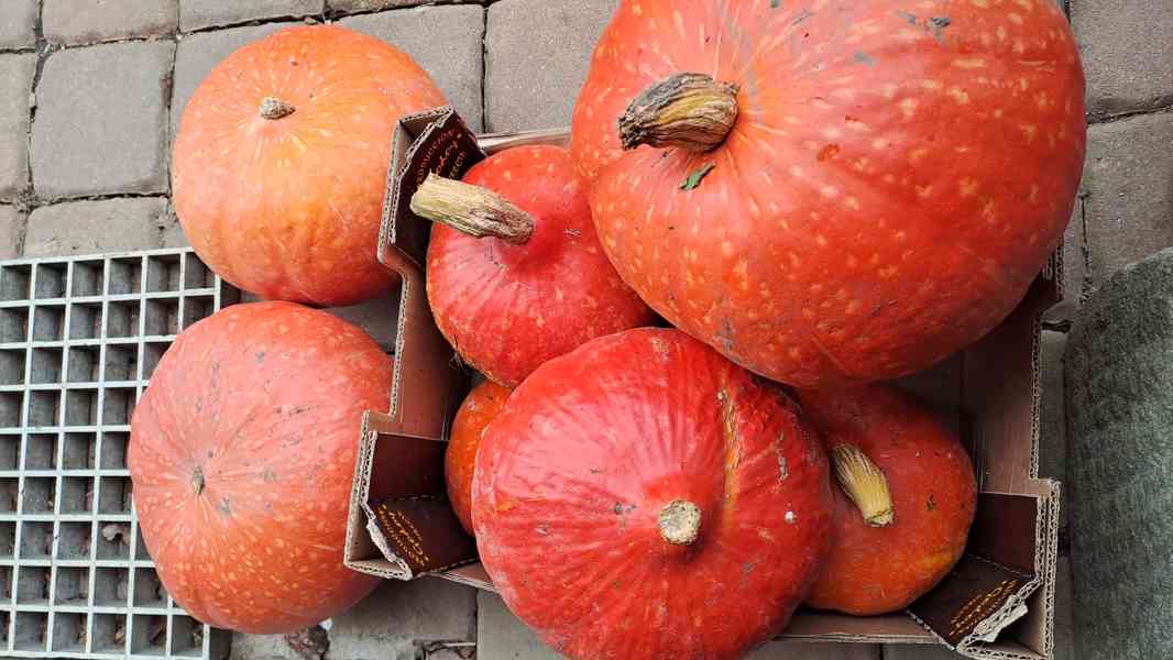 Dýně máslová Hokkaido  + obr. zahradní dýně semínka - foto 3