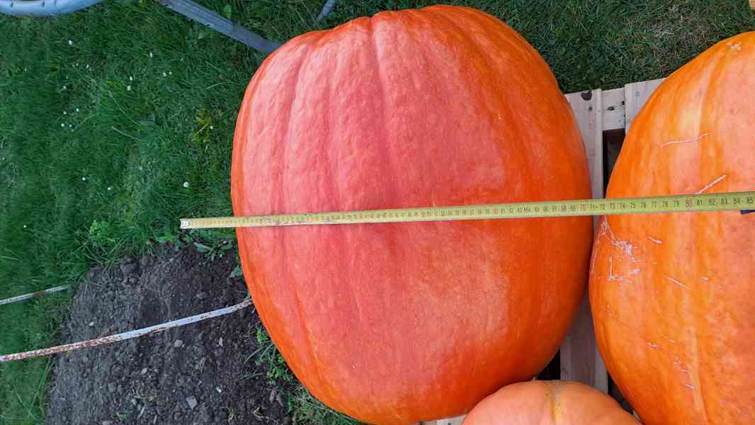 Dýně máslová Hokkaido  + obr. zahradní dýně semínka - foto 5