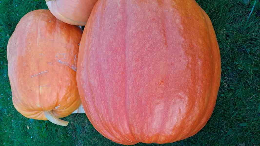 Dýně máslová Hokkaido  + obr. zahradní dýně semínka - foto 7