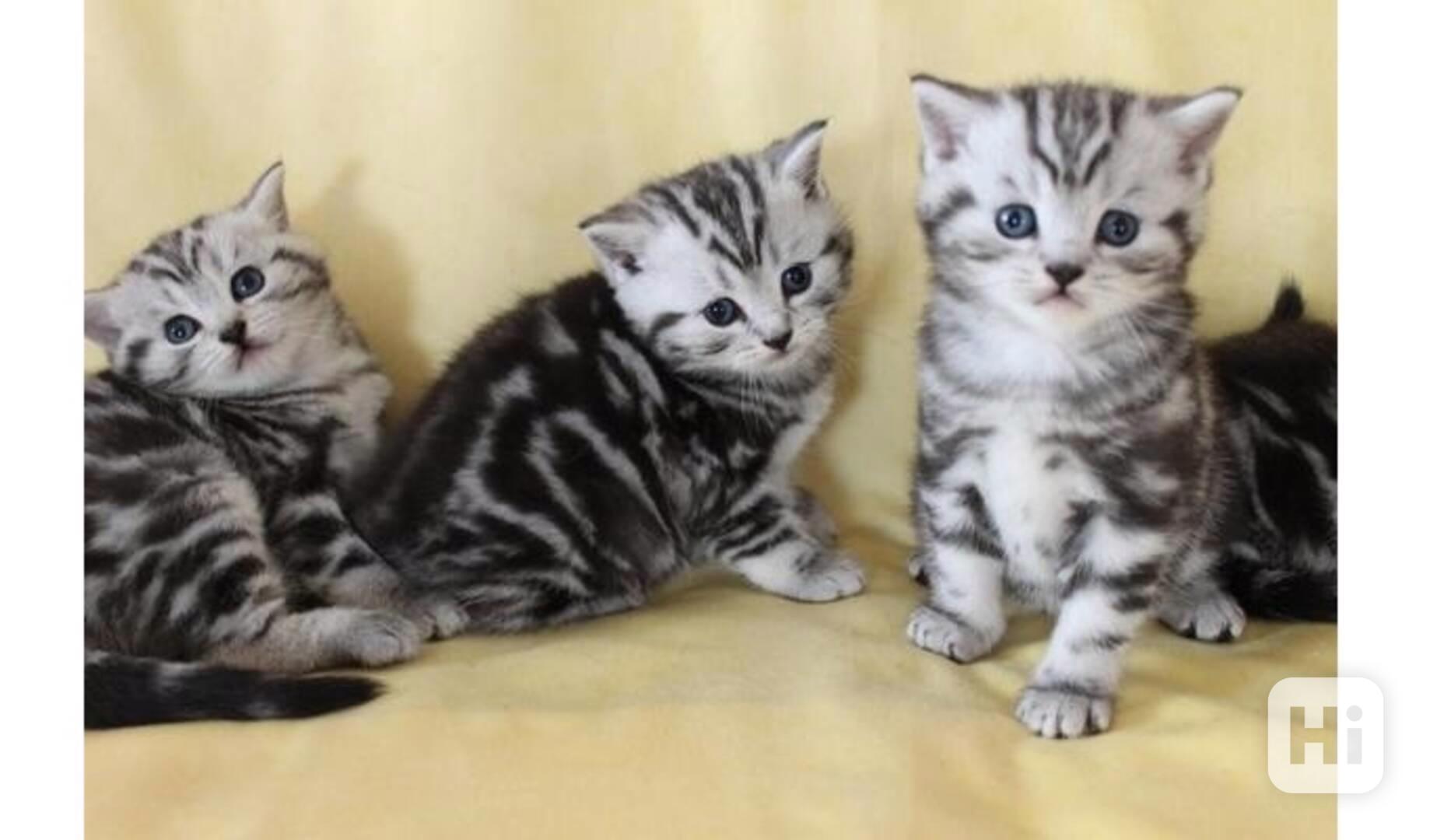 BKH Britské krátkosrsté kočky s rodokmenem - foto 1