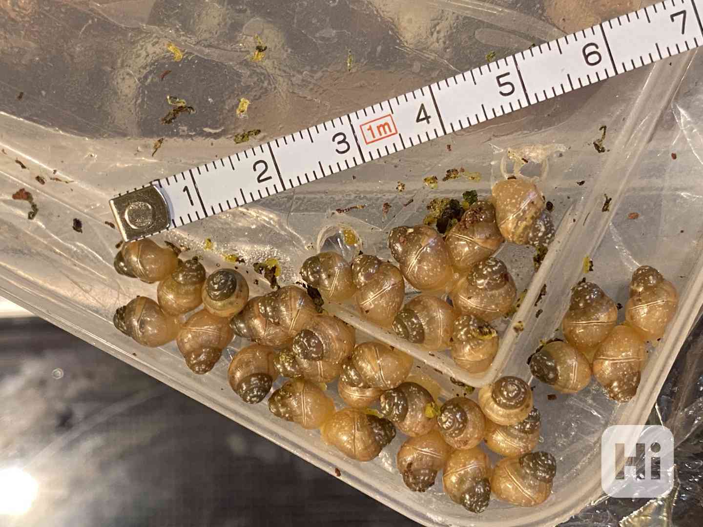 Achatina / africký šnek / oblovka - Fulica albino body - foto 1