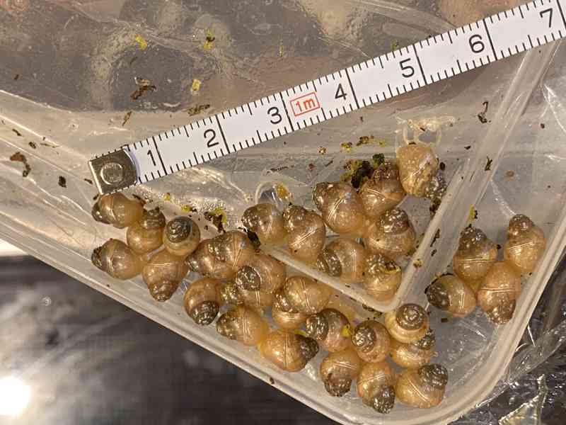 Achatina / africký šnek / oblovka - Fulica albino body - foto 1