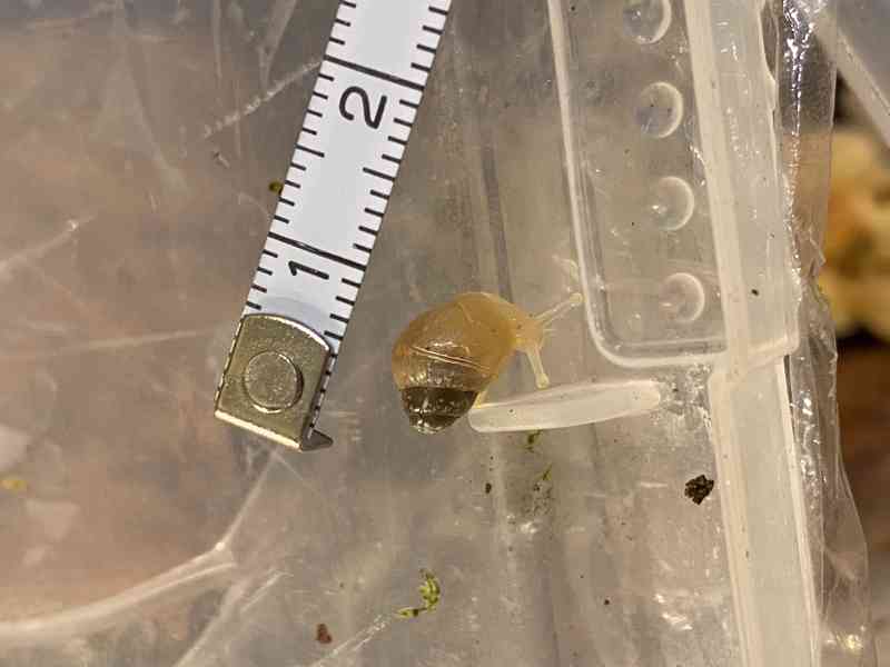 Achatina / africký šnek / oblovka - Fulica albino body - foto 2