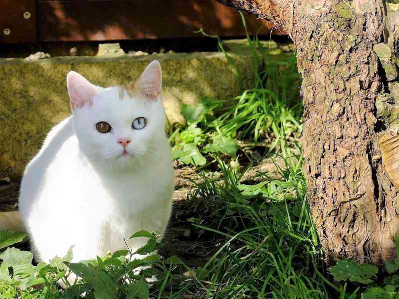 britské kotě s PP - foto 1