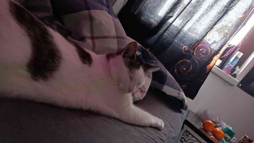 Hledám brigádu - hlídání zvířátek  - foto 5