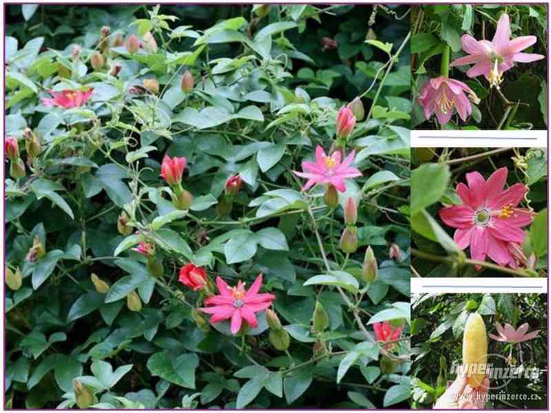Passiflora mollissima - semena - foto 1