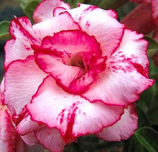 Adenium obesum 'Lady Gaga' - semena