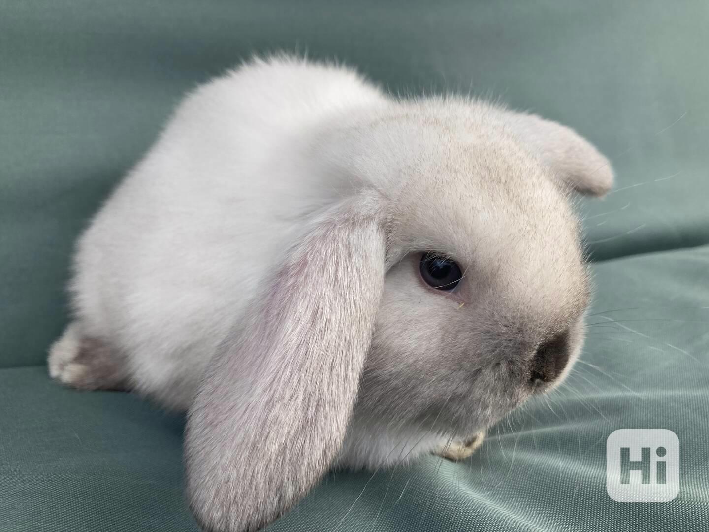 Zakrslý beránek/minilop - nádherné mláďátko - samička  - foto 1