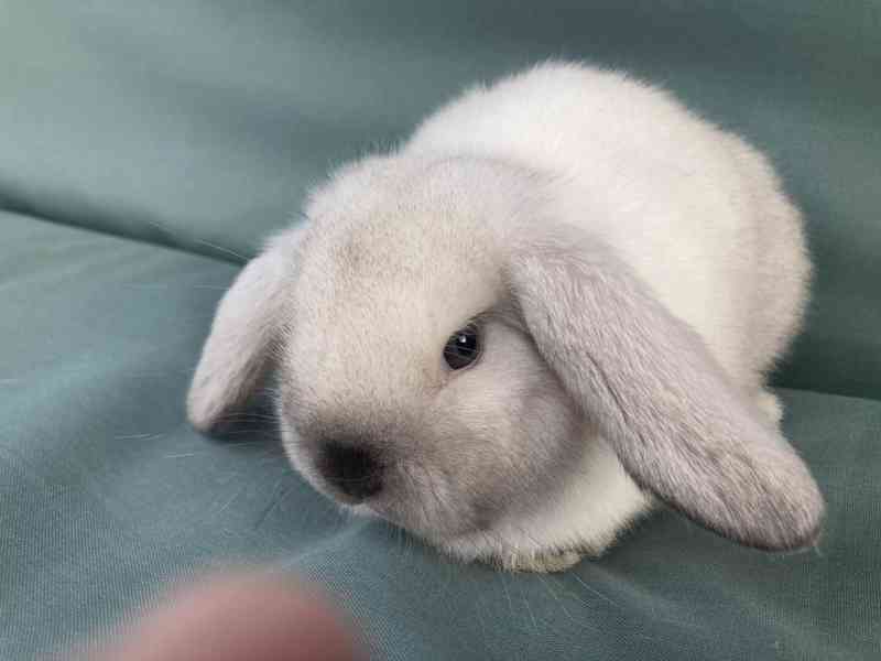 Zakrslý beránek/minilop - nádherné mláďátko - samička  - foto 2