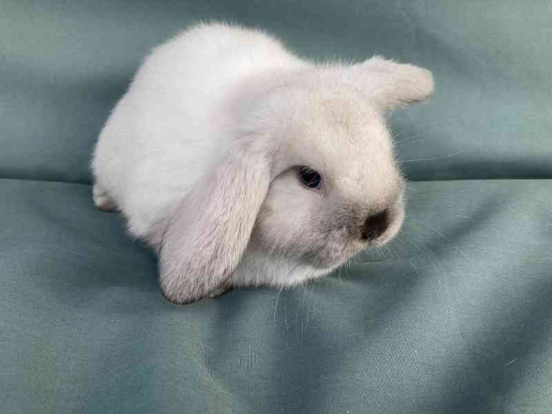 Zakrslý beránek/minilop - nádherné mláďátko - samička  - foto 4