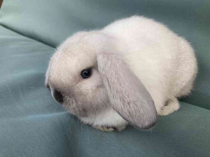 Zakrslý beránek/minilop - nádherné mláďátko - samička  - foto 3