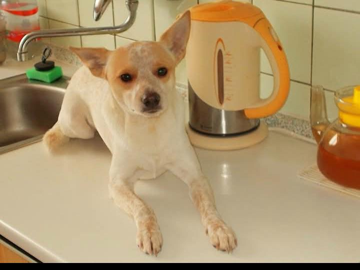 Darují psa - foto 5